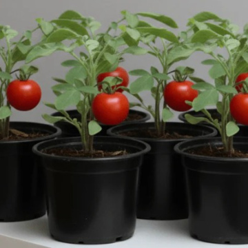 Tomato