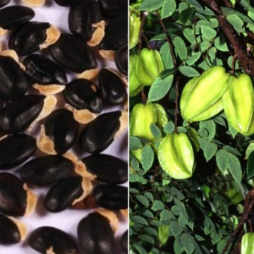 Star Fruit