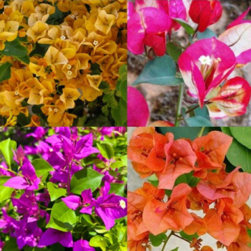 Bougainvilla