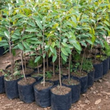Guava