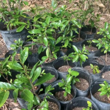 Calamansi