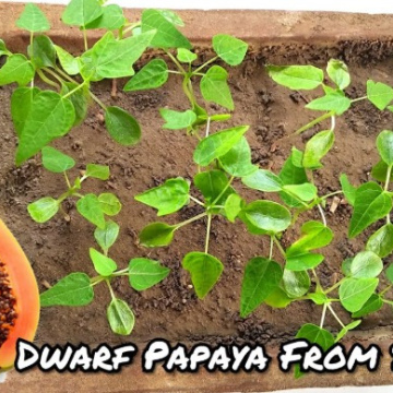 Papaya