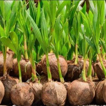 Dwarf Coconut